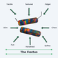 Cactus Chubes Multipurpose Sensory Chew image 14